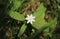 Trientalis europaea typical flower for mountain vegetation. Seven white petals with few yellow pistil and around are green leaves