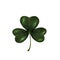 Trifoliate clover. The symbol of St. Patrick s Day. Isolated on white background.