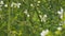 Trifoliate Orange White Flower. Poncirus Trifoliata Or Citrus Trifoliata. Close up.