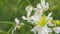 Trifoliate Orange White Flower. Poncirus Trifoliata Or Citrus Trifoliata. Rack focus.