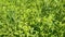 Trifolium Alexandrinum Plants in Farmland