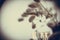 Trifolium arvense. Bouquet of wild fluffy flowers in vase, reflection mirror, vintage toned photo. Selective focus