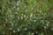 Trifolium arvense close up