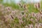 Trifolium arvense closeup. Fluffy clover in a meadow. Summer flora growing in the field. Colorful bright plants. Selective focus