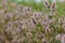 Trifolium arvense closeup. Fluffy clover in a meadow. Summer flora growing in the field. Colorful bright plants. Selective focus