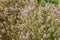 Trifolium arvense closeup. Fluffy clover in a meadow. Summer flora growing in the field. Colorful bright plants. Selective focus