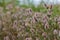 Trifolium arvense closeup. Fluffy clover in a meadow. Summer flora growing in the field. Colorful bright plants. Selective focus