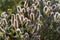 Trifolium arvense , rabbitfoot clover flowers macro selective focus