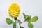 Trifolium aureum golden hop clover Wild flower during spring