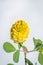 Trifolium aureum golden hop clover Wild flower during spring