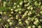 Trifolium campestre in bloom