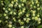 Trifolium campestre in bloom