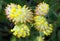 Trifolium cyathiferum with yellow flowers