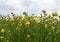 Trifolium cyathiferum with yellow flowers