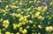 Trifolium cyathiferum with yellow flowers