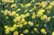 Trifolium cyathiferum with yellow flowers