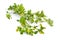 Trifolium dubium, the lesser trefoil, suckling clover or little hop clover or lesser hop trefoil. Isolated