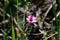 trifolium flower in a garden