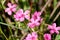 trifolium flower in a garden