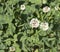 trifolium flower in a garden