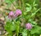 trifolium flower in a garden