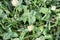Trifolium fragiferum, Strawberry clover