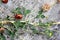 Trifolium fragiferum, strawberry clover