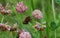 Trifolium hybridum, the alsike clover flower blooming in spring