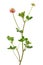 Trifolium hybridum flowers