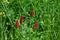 Trifolium incarnatum - Crimson or Italian Clover - Fritton, Norfolk