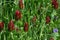 Trifolium incarnatum - Crimson or Italian Clover - Fritton, Norfolk