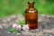 Trifolium medium, zigzag clover next to pharmacy utensils bottle for medicines, pantglas made of dark glass for