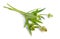 Trifolium montanum, the mountain clover. Isolated on white background