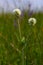 Trifolium montanum, mountain clover meadow in summer. Collecting medicinal herbs for non-traditional medicine. Soft focus