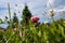 Trifolium. Pink clover in the Park on Strelka in Yaroslavl. Close-up from ground level