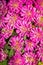Trifolium pratense. Background