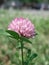 Trifolium pratense pink flower close up