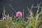 Trifolium pratense or red clover in a meadow