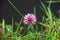 Trifolium pratense or red clover in a meadow