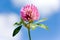 Trifolium pratense - red clover pink flower