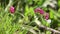 Trifolium pratense red clover wild plant in nature
