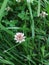 Trifolium pratense. Thickets of a blossoming clover