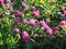 Trifolium pratense. Thickets of a blossoming clover