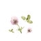 Trifolium pratense. Watercolor illustration of clover flower on white