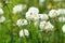 Trifolium repens. The blossoming plant close up