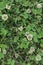 A Trifolium repens white clover pinkish-white flowers and green leaflets