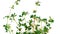 Trifolium resupinatum leaves fruits