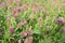 Trifolium rubens with red flowers