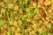 Trifolium Stellatum - Starry Clover , Stellate Clover , Star Clover Natural Texture