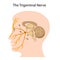 The trigeminal nerve